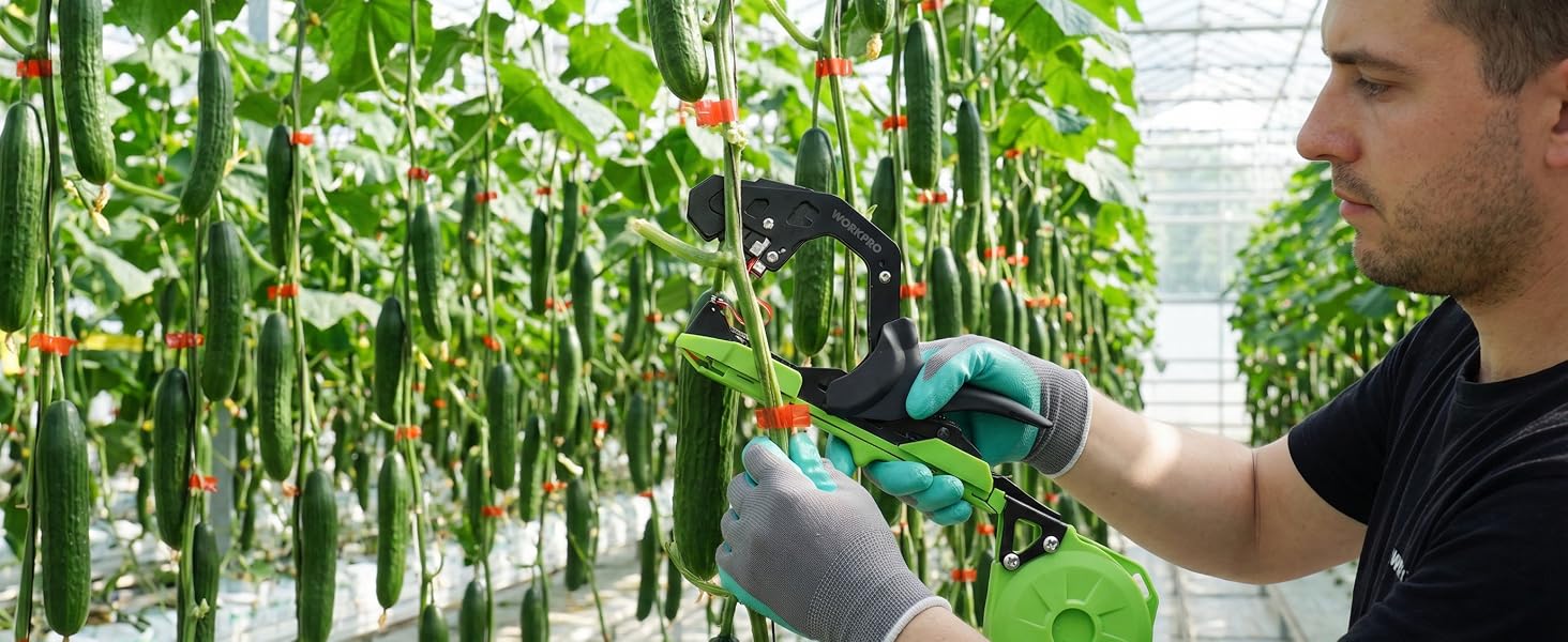 Worker in a greenhouse harvesting green cucumbers with innovation and secure, durable, high-quality tools