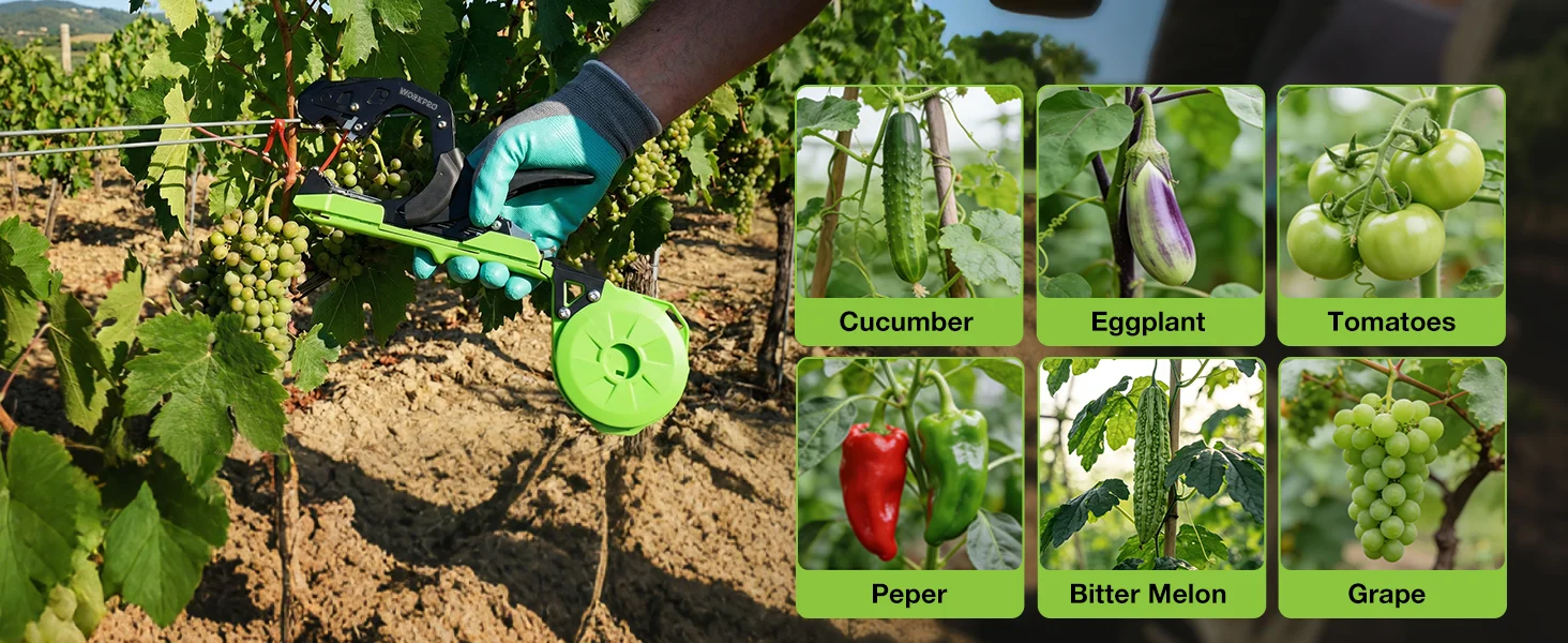 Gardener harvesting grapes with shears, with cucumber, eggplant, tomatoes, pepper, bitter melon, and grape labels