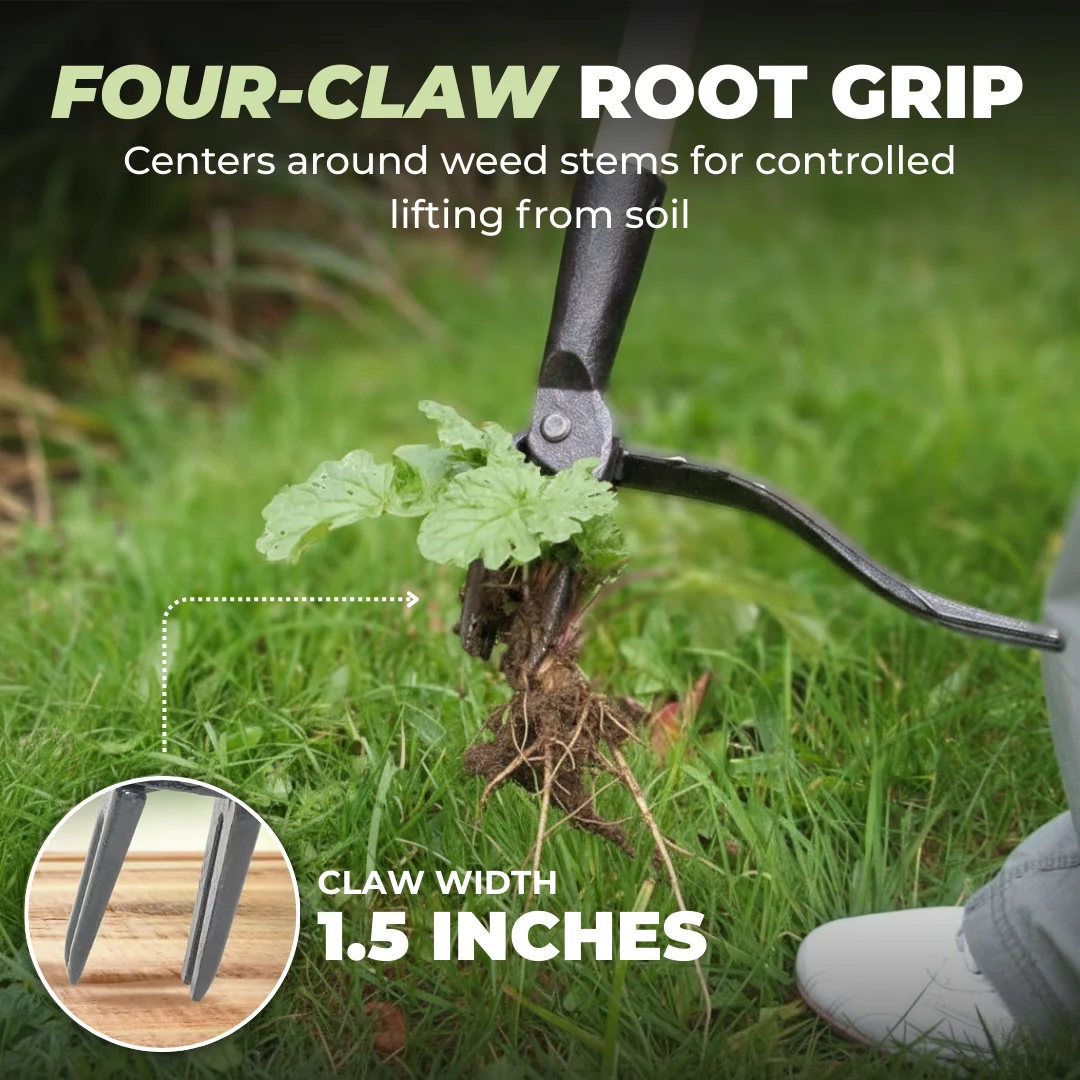 Stand-Up Weed Puller with Bamboo Handle and 4-Claw Steel Head
